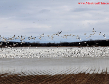 周末好去处 蒙特利尔附近看雪雁