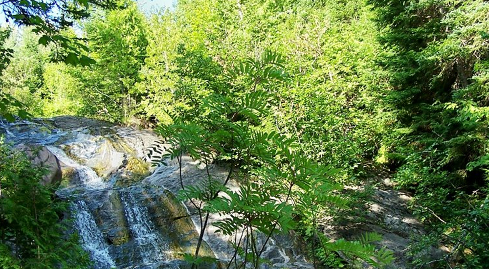 Parc national de la Gaspésie驯鹿栖息地